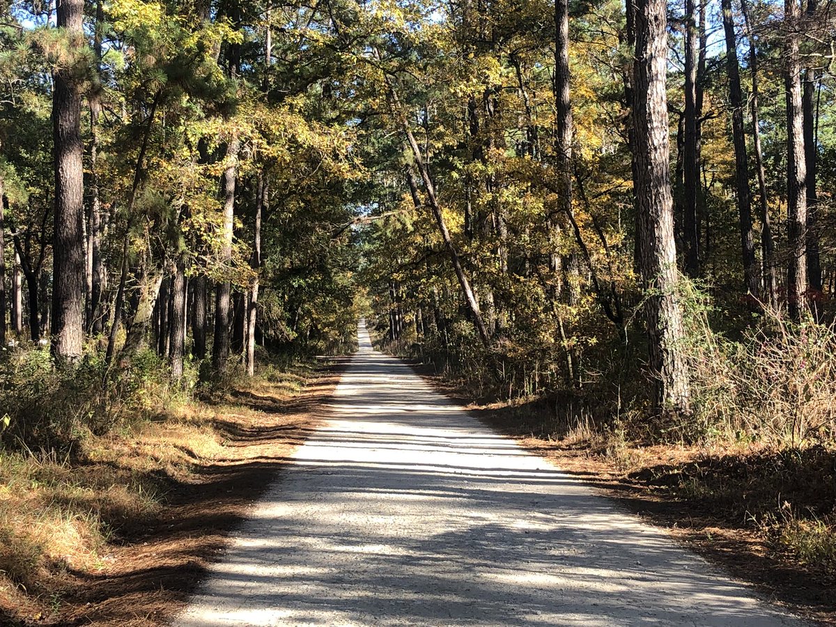 PoodleProfesso1's tweet photo. @etxtraveler Sam Houston NF https://t.co/HtlQvyUyTw