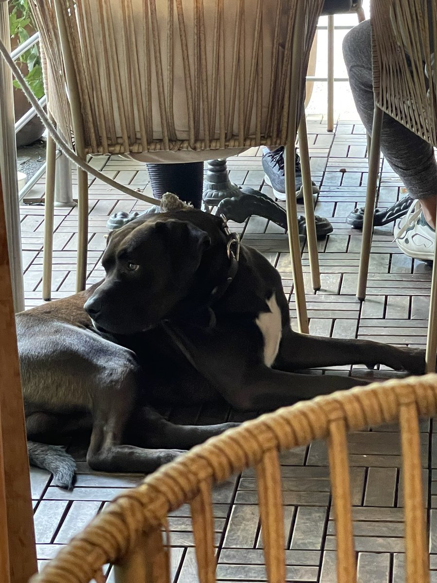 Este perrito anda perdido en zona de Polanco. Ahora lo tienen en Café Terracota de calle Homero. Se ve perro de casa. RT para encontrar a dueños o alguien que lo pueda resguardar. <a href="/lavozdepolanco/">Voz de Polanco</a> <a href="/AlcaldiaMHmx/">Alcaldía Miguel Hidalgo</a> <a href="/mauriciotabe/">Mauricio Tabe Echartea</a> <a href="/PerritosCDMX/">Perritos DF</a> <a href="/Radiohen/">Leo Arriaga</a> <a href="/roberto_ruizg/">Roberto Ruiz</a>