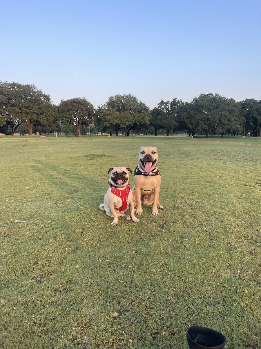 Happy National Dog Day 🐶

May they continue to rule this rock 🌎 long after we’re gone!