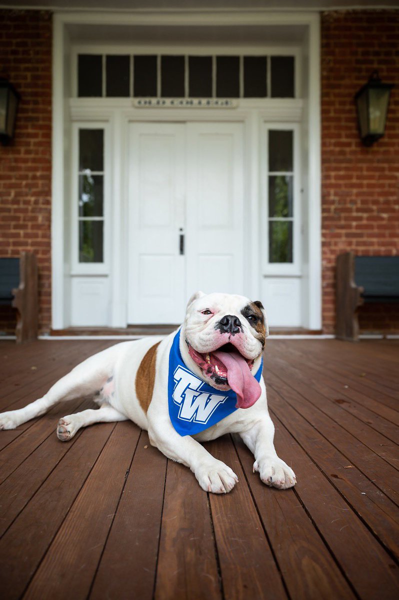 TNWesleyan's tweet photo. Happy National Dog Day to all of our bulldogs out there 🐾 #nationaldogday #chooseblue https://t.co/IOpvzvs7FL