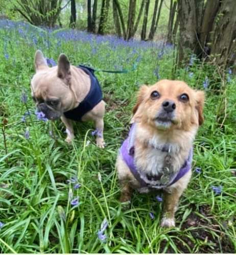 Amy here. Saturday stop and smell the flowers day. Go for it Dora. At least Doris isn't sitting in front of you today 💜💜💜