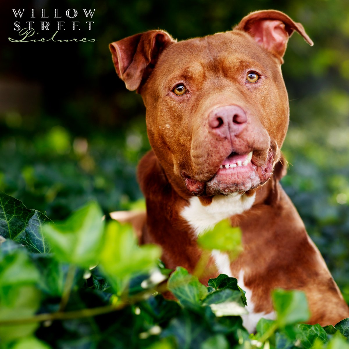 WillowStreetPic's tweet photo. We can't help but double post on National Dog Day!! We just love our furry friends too much, and we know you do too 💚 Don't forget to celebrate with double treats or a new toy!! 🦴🐕

#willowstreetpictures #photographystudio #smallbusiness #petportraits #nationaldogday https://t.co/AxuA6EMAXp