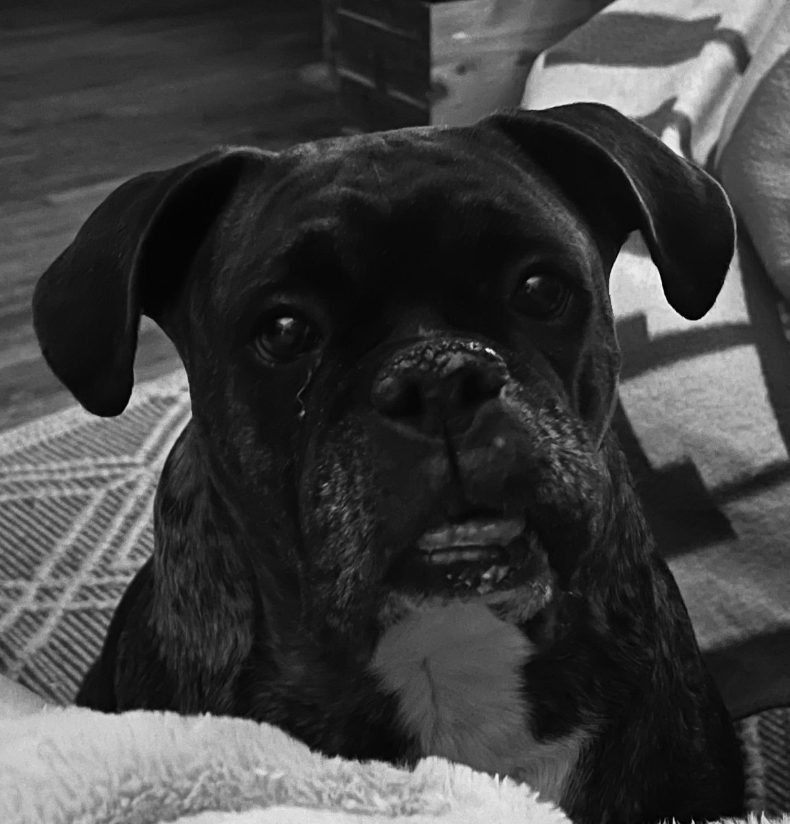 rub7202's tweet photo. #NationalDogDay https://t.co/Mp5MxM56Bo