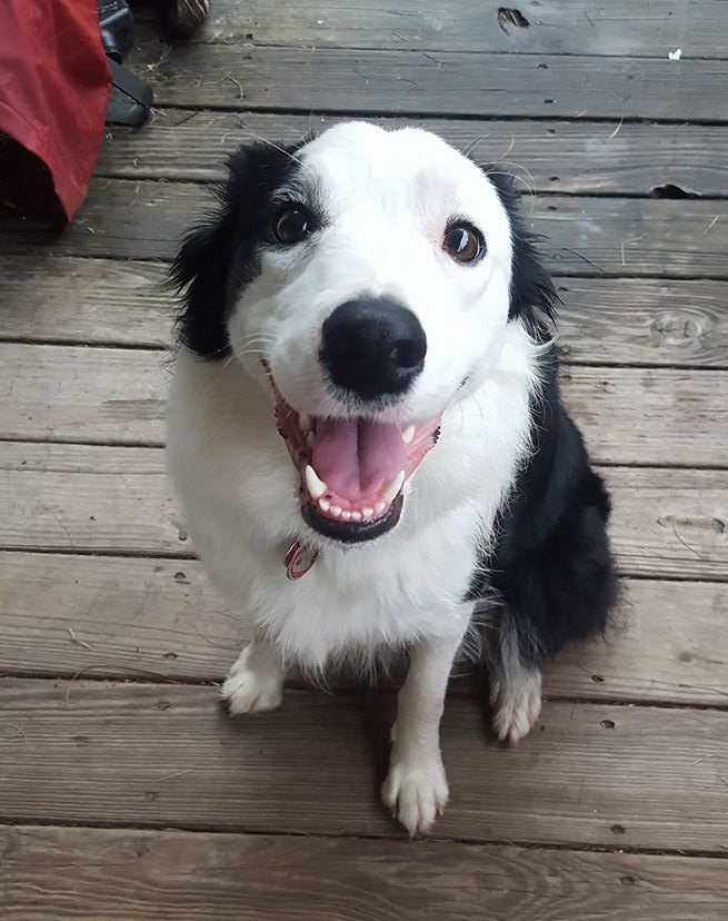 Happy National Dog Day!

#TeamRuby #bordercollie #dogdayiseveryday