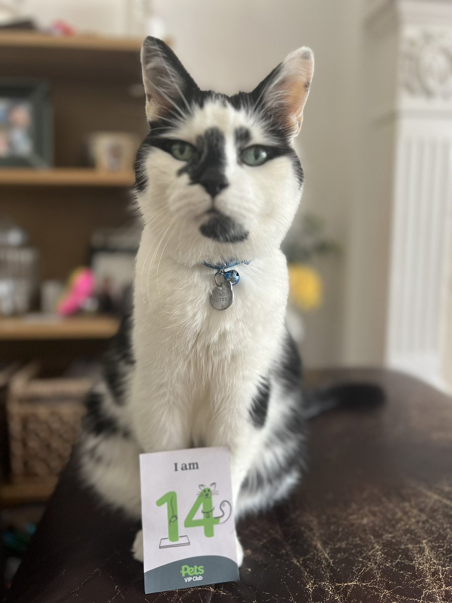 woolleyshell27's tweet image. 🎈It’s my little furry dude’s birthday today! He’s 14 years old today. 💖 🎊Here’s hoping for a few more years together. 🤞🏻🍀🙏🏻 @PetsatHome