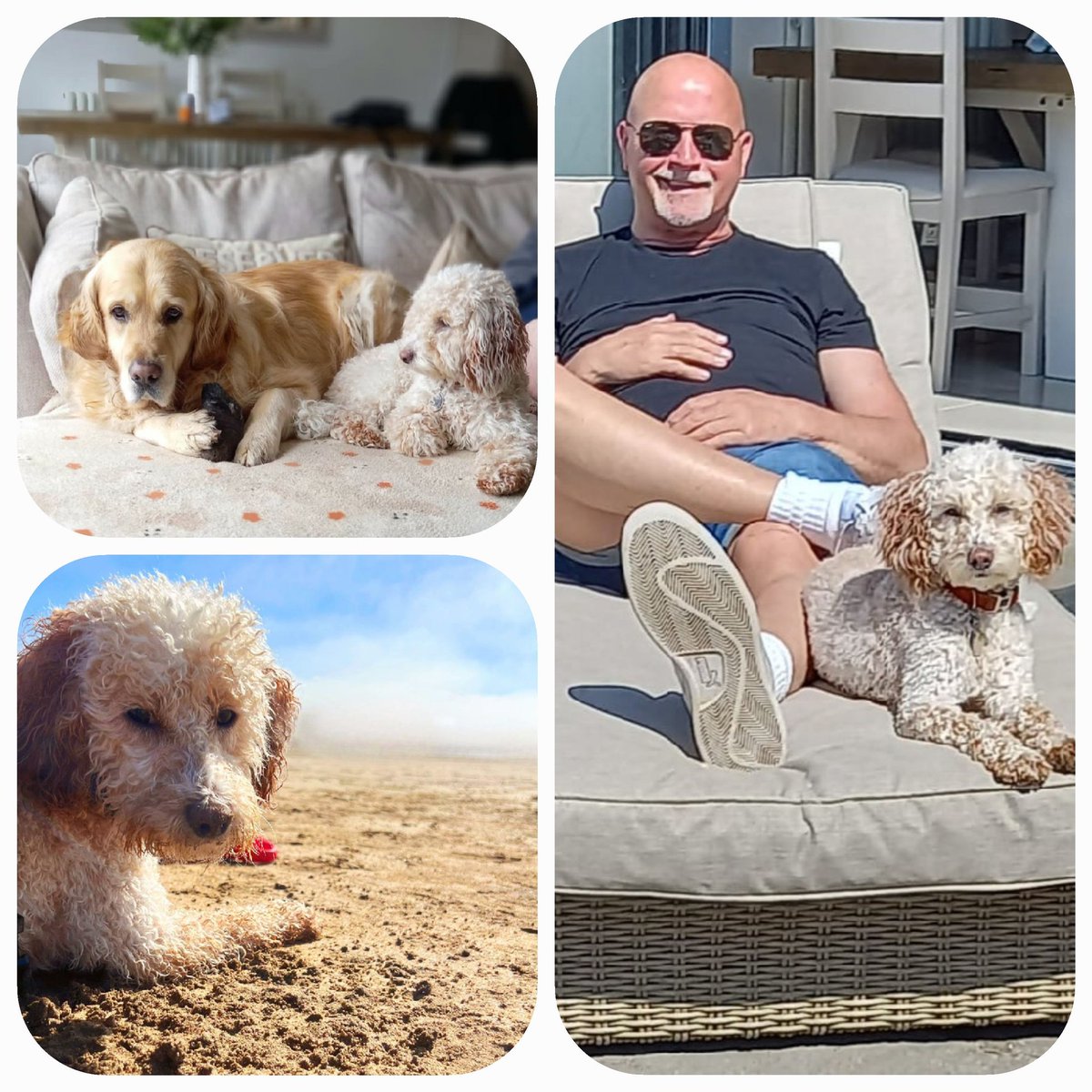 #InternationalDogDay