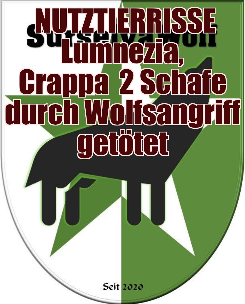 26.08.2023 Lumnezia, Crappa
2 Schafe durch Wolfsangriff getötet