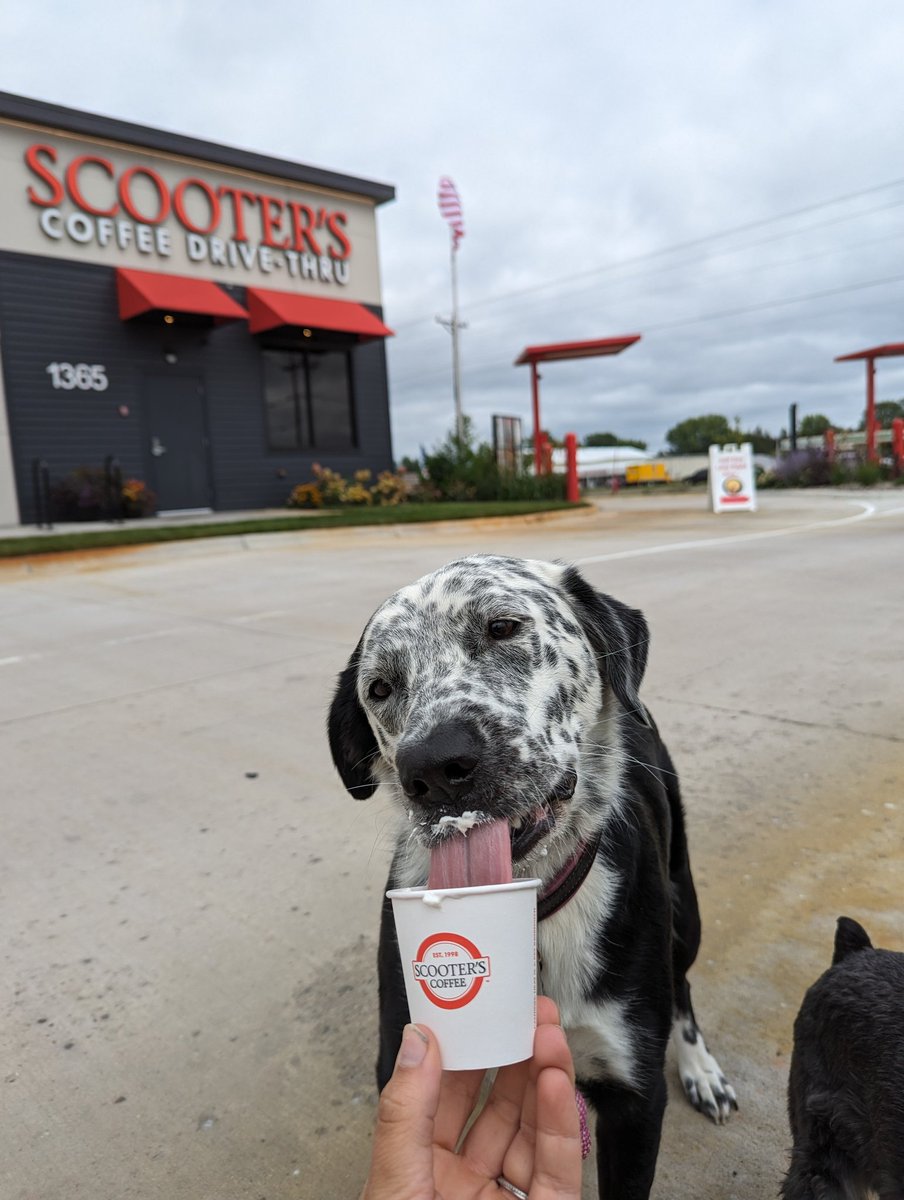 thenutzy's tweet photo. Bonnie brought her brother (and sidekick) Clyde to @scooterscoffee this morning to steal a Pumpkin Spiced #ScootersPupCup, but turns out they just give them away!  #favoritecoffeeshop #billboardboundpolkadots #canwearoundthedrivethroughagain https://t.co/QP1N6DbMVv