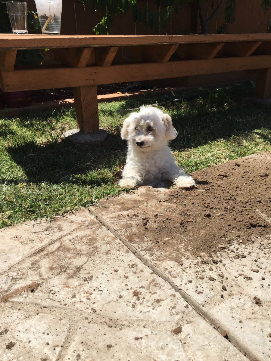 chrisdrawdotcom's tweet photo. happy dog day https://t.co/exYrcNXHPy