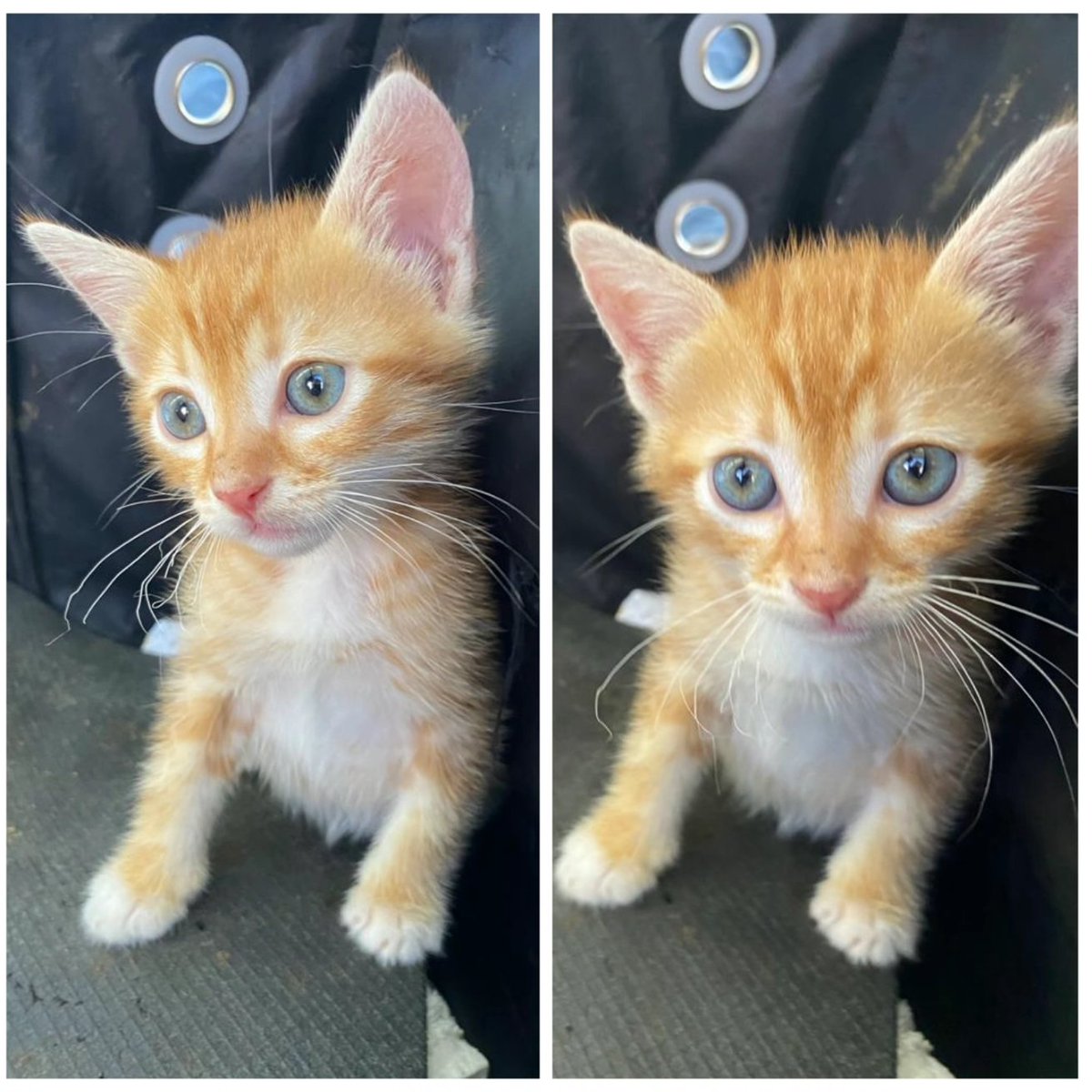 Parkkedisi1's tweet photo. Bir buçuk aylık, kum terbiyeli, yaş ve kuru yiyen, mülayim, insana alışık, minik yakışıklı oğlan. 
Kedi bakımında bilinçli, İstanbul içi ömürlük yuvasını arıyoruz. 
Kadıköy İst 05072860640 (lütfen whatsapp dan semt, meslek ve kedi deneyiminizi iletiniz)
++++ https://t.co/F80wdcduLD