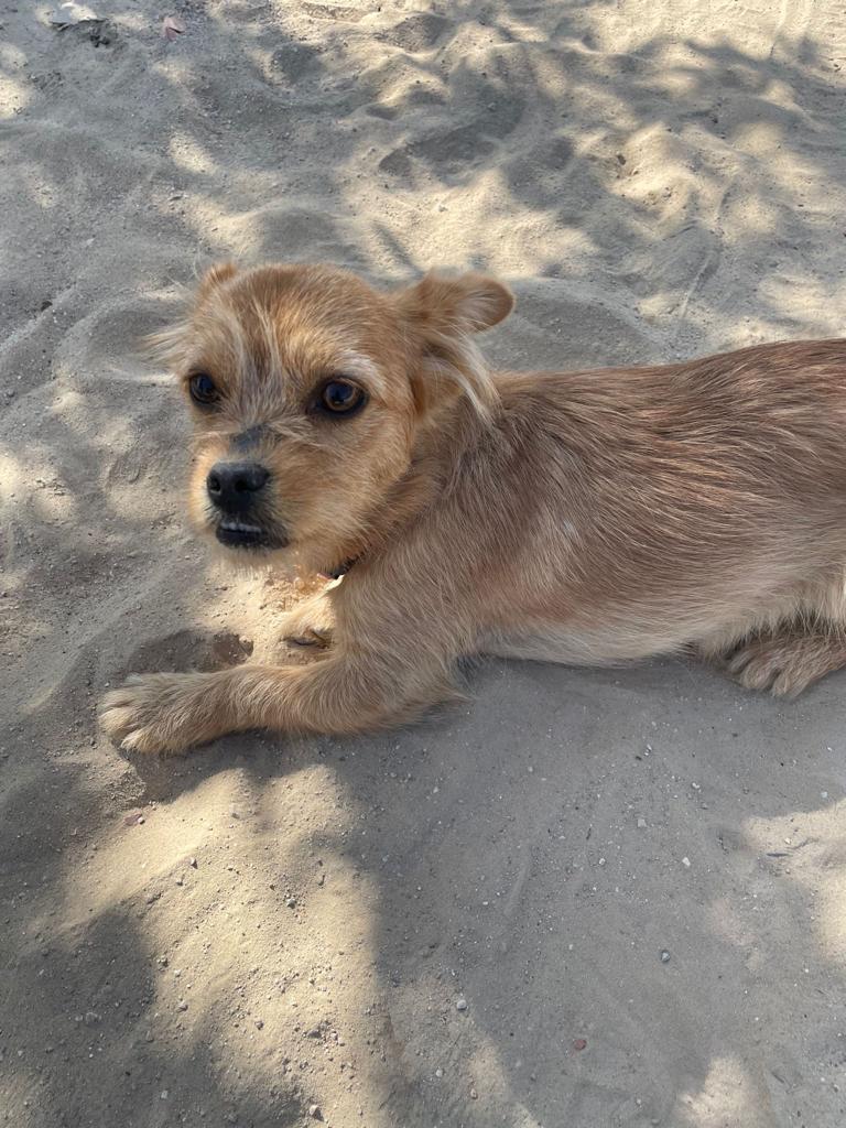NuevaVidaAdop's tweet photo. #Madrid 
ALINA ha sido ABANDONADA
Necesita #adopcionresponsable 
Tiene 2 añitos,tamaño peque
Sociable con niños,🐶y🐱
Se entrega chipada,vacunada,desparasitada y CON compromiso de esterilización
CONTACTO 📩facenuevavida@gmail.com
#adoptanocompres #adopta #adoptame #rt #buscoperro https://t.co/Y0cXGh3no4