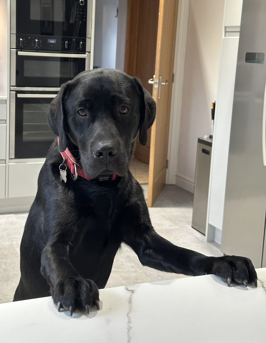 robmills27's tweet photo. Pint of lager and a packet of crisps please landlord. #internationaldogsday https://t.co/pWDpQt8cJf