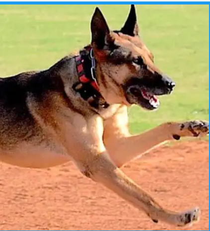 On Patrol K9 tweet media