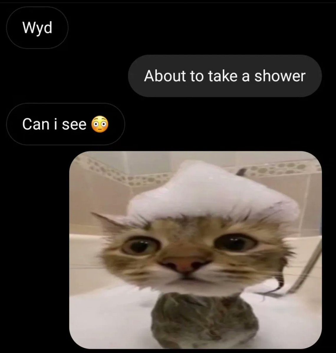 Posts Of Cats tweet media