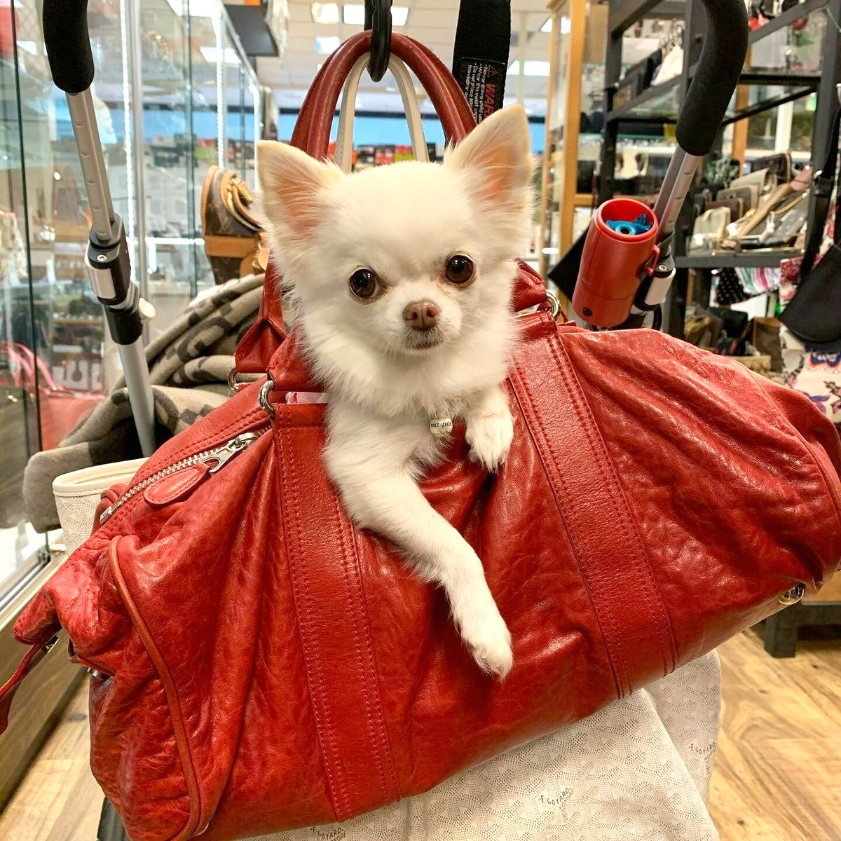 Happy International Dog Day to our favorite furry shopping buddies! 🐶🐾