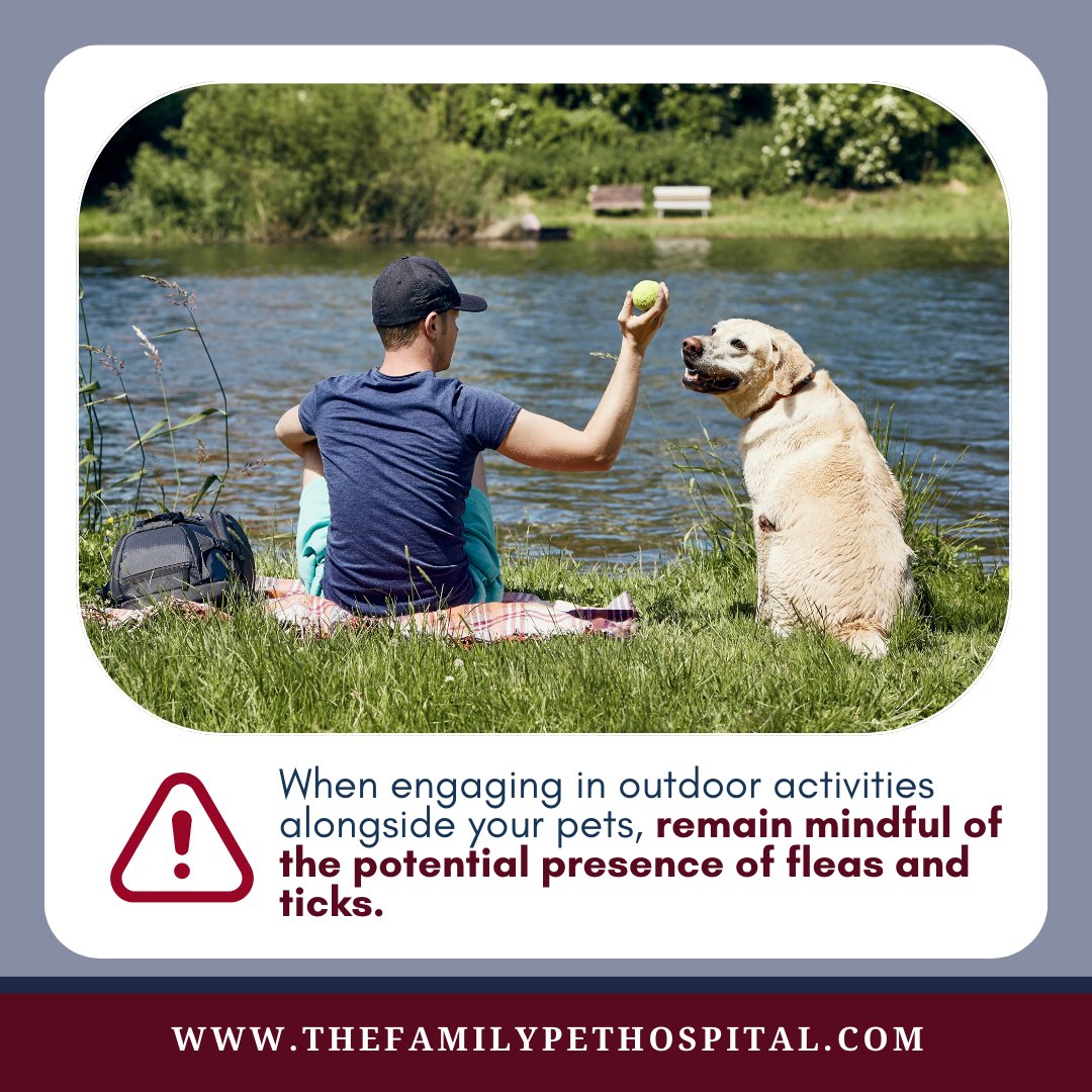 thepetdr's tweet photo. 🌿🐾 As the weather beckons for outdoor adventures with our furry pals, it's crucial to keep their well-being in mind! 

Contact us to learn more about how to safeguard your four-legged family members.
#PetSafety #FleaAndTickAwareness https://t.co/t47ZYN4VsQ