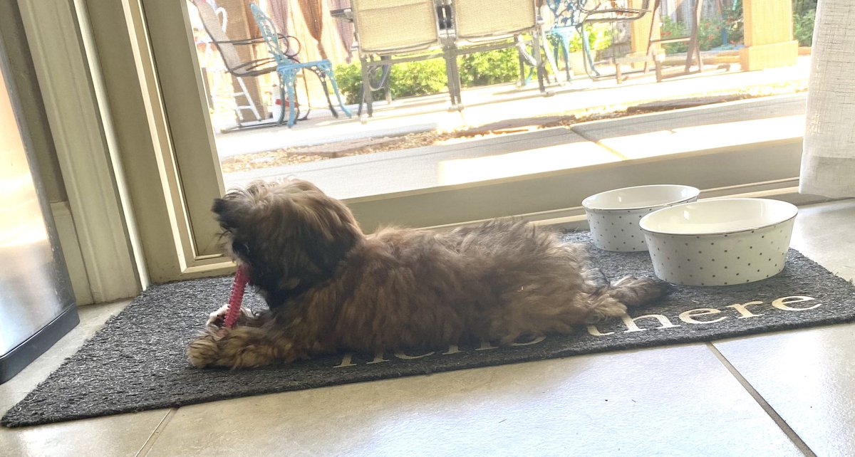 Kristah_37's tweet photo. Happy National Dog day! This is my little Sonia my little mini Shih Tzu. She’s just a little princess enjoying the nice morning with her teething bone. 🐶💗 https://t.co/bGZuDaAkZJ