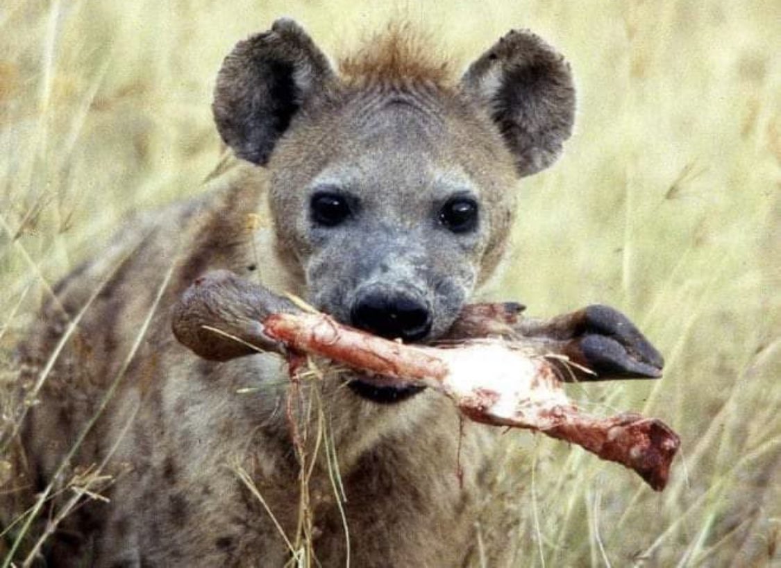 If Xitsonga wa xitiva na bolo wa yi twisisa (15 marks)