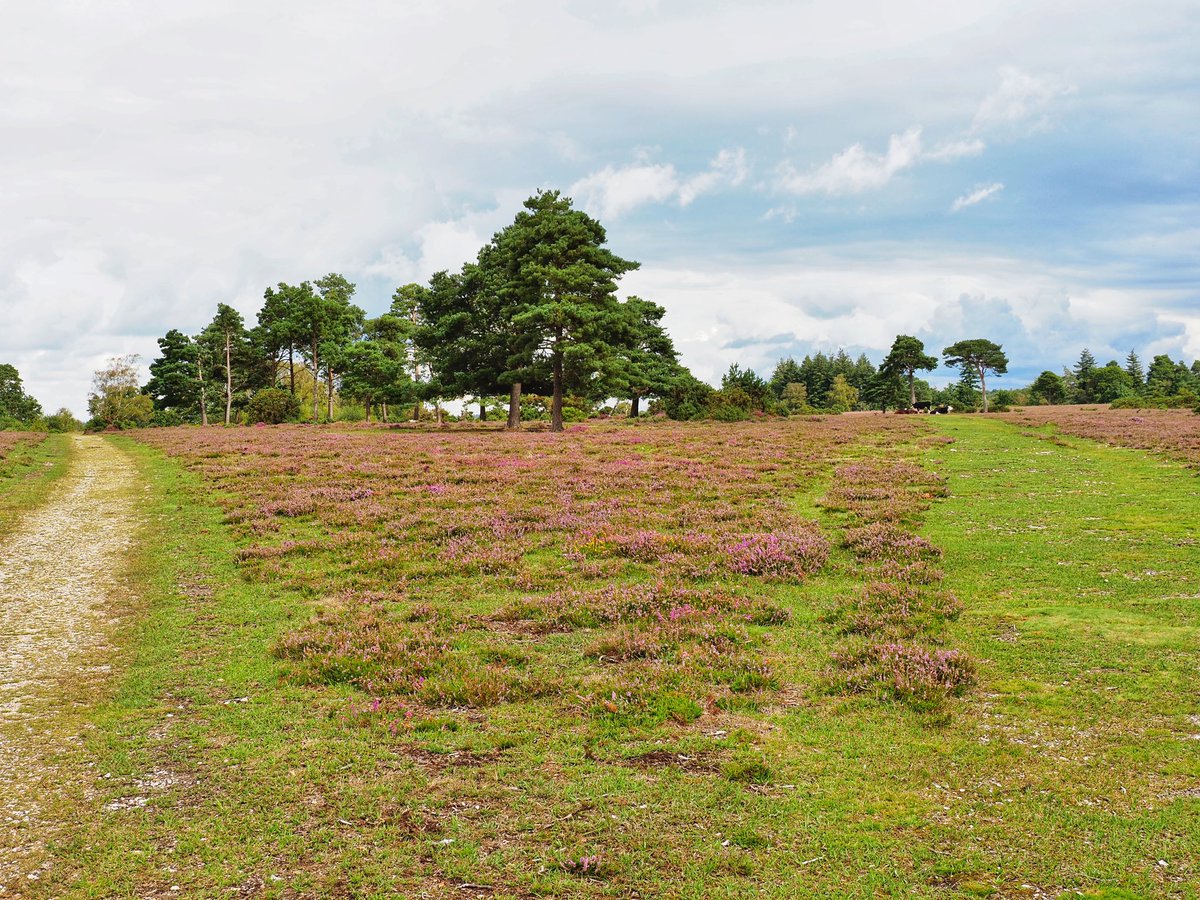 New Forest even in the showers looked good 
#NewForest #cows #animals #greatoutdoors