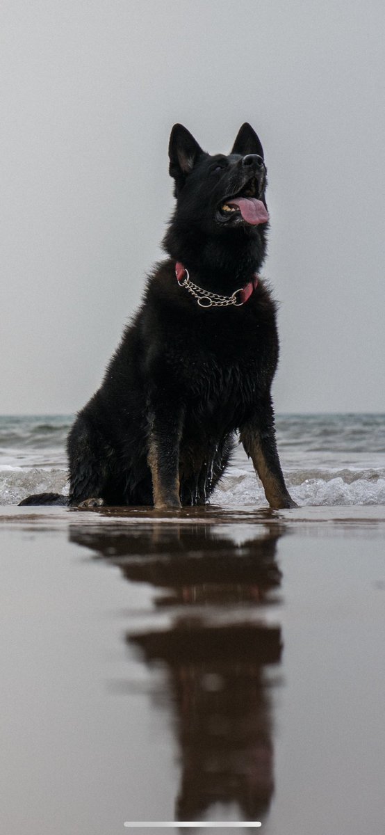 RPD_Logan tweet media