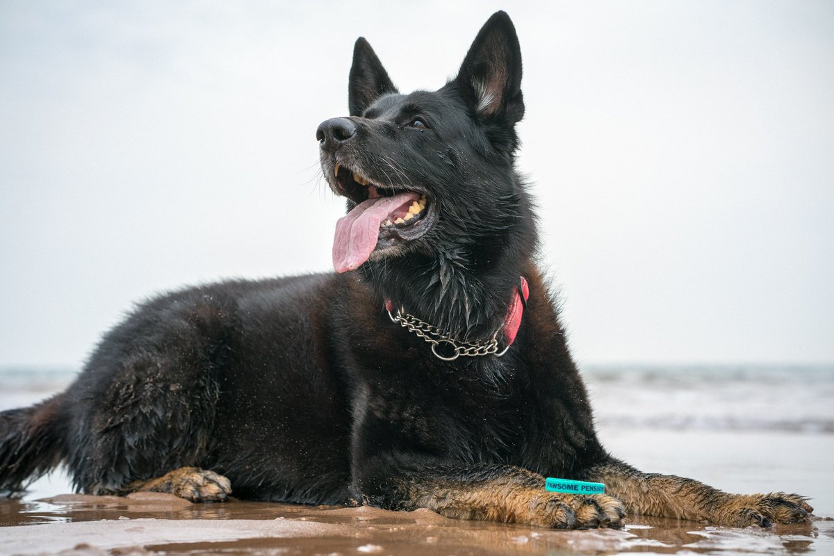 RPD_Logan tweet media