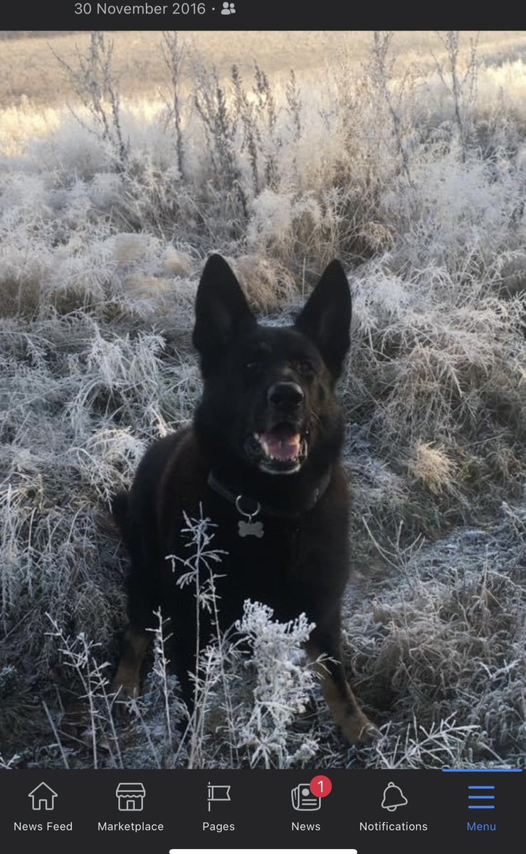 RPD_Logan tweet media