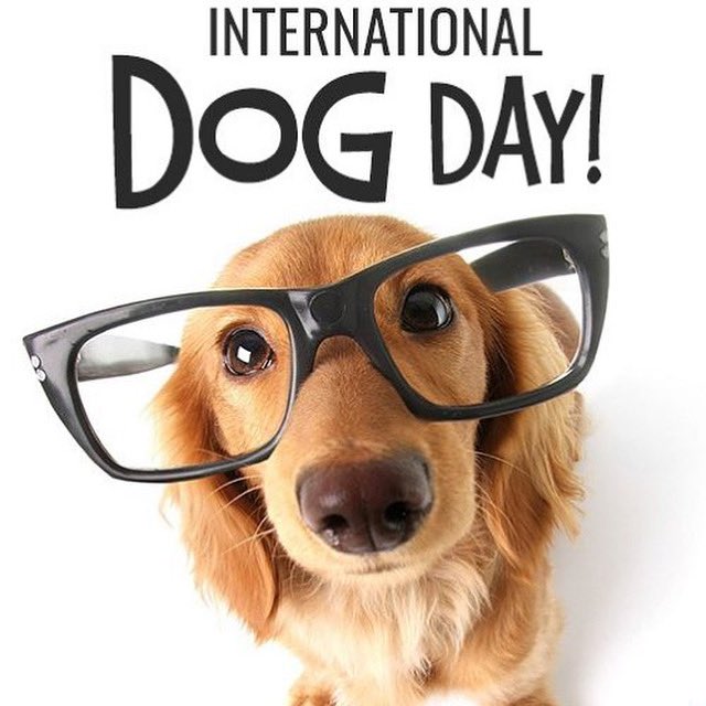 Happy #nationaldogday to our loyalist family members & friends 🥳🦴🐕❕

✨20% off✨
Use code: Furreal20 
furrealcbd.com 
.
.
.
#FURREAL #furrealcbd #hemp #pure #natural #effective #cats #meow #dogs #woof #pets #hempextract #zoomies #paws #happytails #parkercolorado