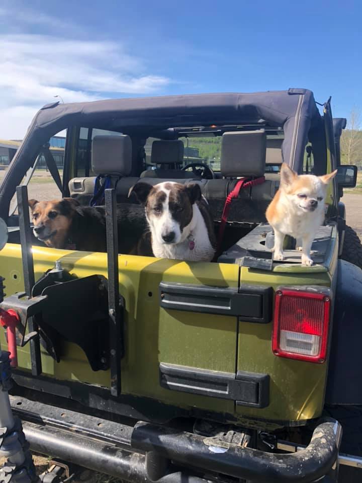 firgeorge's tweet photo. Happy National Dog Day to these party animals who live their best lives when the top is down! #alwaysrescue #alwaysadopt https://t.co/DX2CFPkaIb