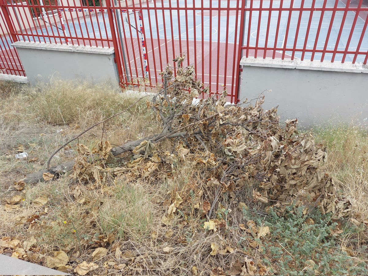 CastejonFerrer's tweet photo. A/A @Lineamadrid @JMDHortaleza, ruego procedan a la limpieza de las zonas verdes junto al colegio @ceip_zaragueta. El inminente inicio del curso escolar apremia la acción con objeto de lograr un entorno limpio y seguro. Gracias. https://t.co/BSn4TgQtHe