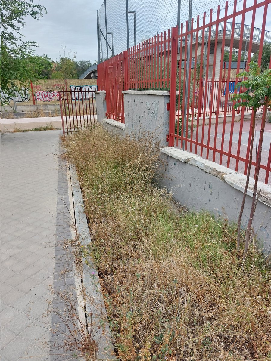 CastejonFerrer's tweet photo. A/A @Lineamadrid @JMDHortaleza, ruego procedan a la limpieza de las zonas verdes junto al colegio @ceip_zaragueta. El inminente inicio del curso escolar apremia la acción con objeto de lograr un entorno limpio y seguro. Gracias. https://t.co/BSn4TgQtHe
