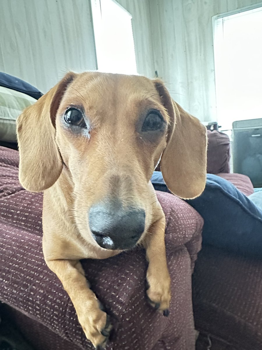 WinstonsAsstSol's tweet photo. Today is #NationalDogDay.  It goes without saying that I love my Little Dude with all my heart. 

#TheWinstonDog
#WinstonsAdventures
#MyBusinessPartner
#WinstonsAssistantSolutions https://t.co/NQWazK78WH