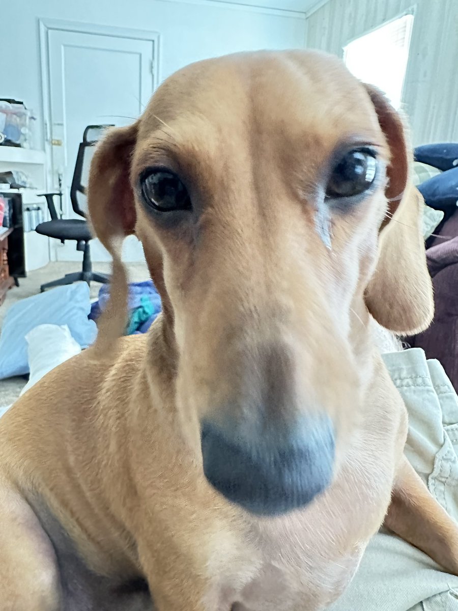 WinstonsAsstSol's tweet photo. Today is #NationalDogDay.  It goes without saying that I love my Little Dude with all my heart. 

#TheWinstonDog
#WinstonsAdventures
#MyBusinessPartner
#WinstonsAssistantSolutions https://t.co/NQWazK78WH