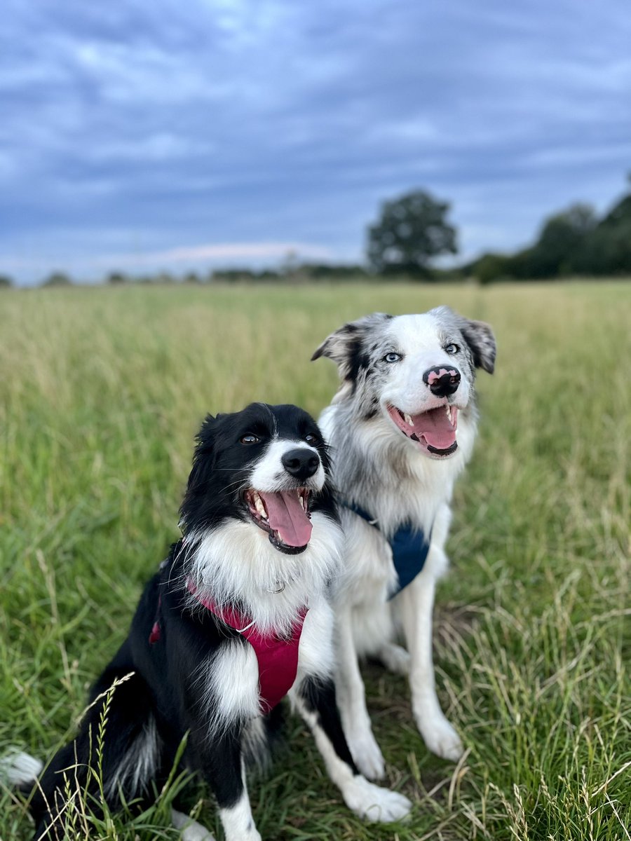 Happy International Dog Day ♥️🩵 the best things to ever exist.