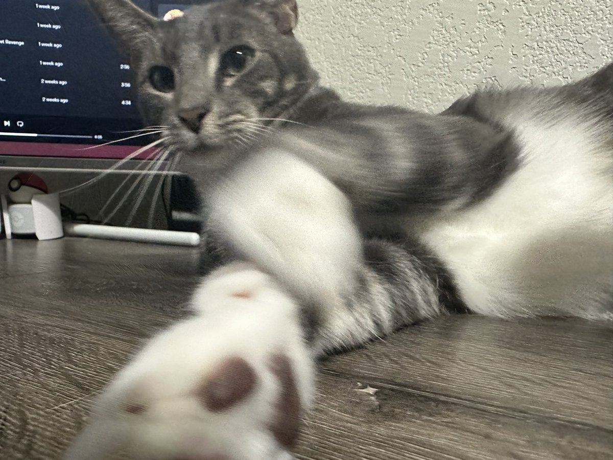 JoshIsLlama's tweet image. RIP Bob Barker. Toke my cats balls in your honor.