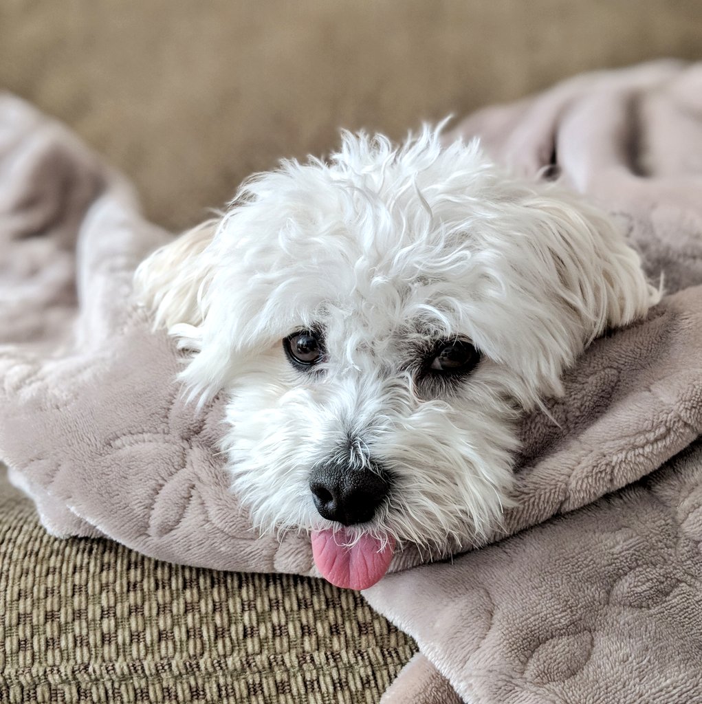 Charlie 👅 (@The_Maltese_Dog) / Posts / X