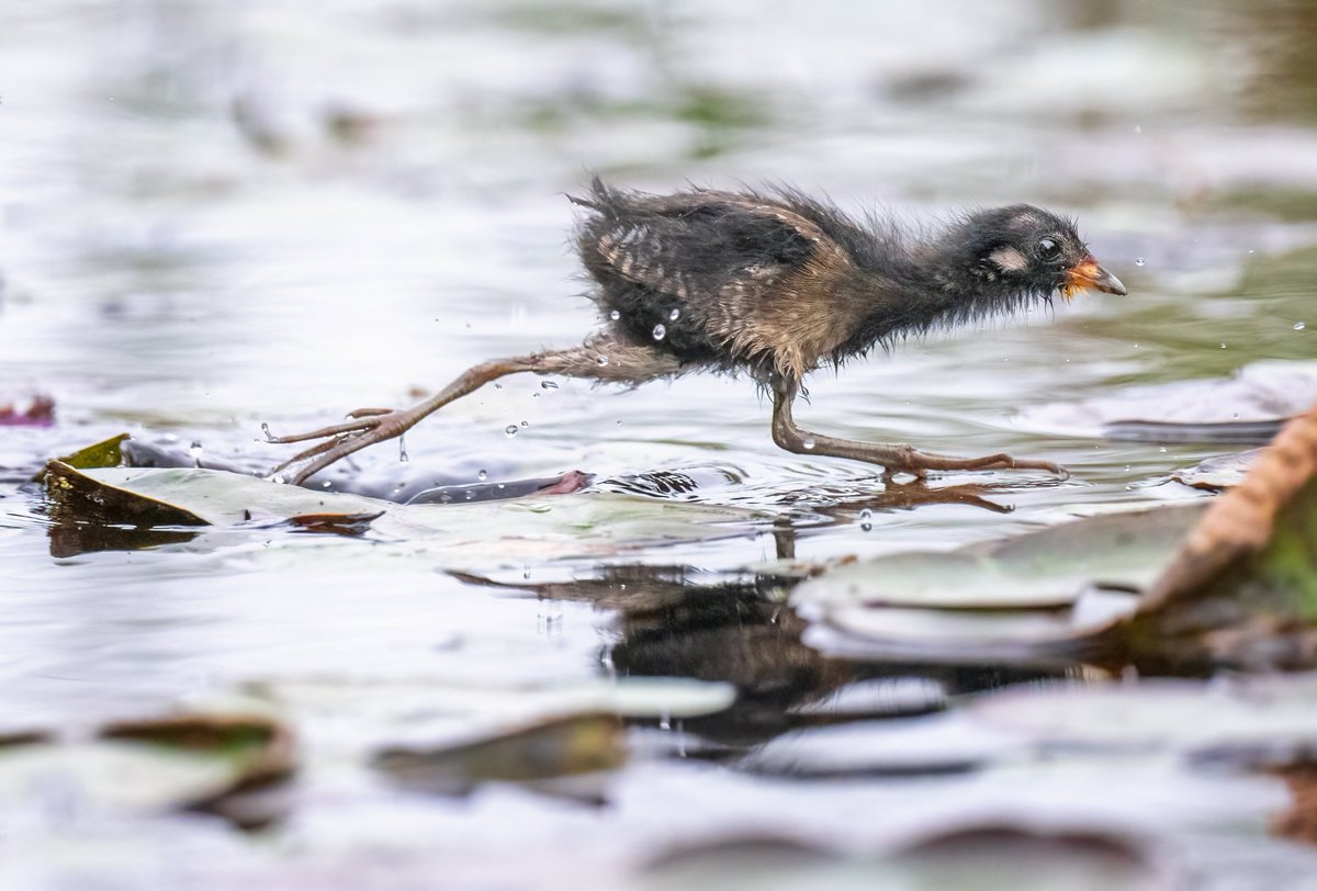 JocAPhotography's tweet photo. Soras are secretive marsh bird so I was excited to see them in my backyard marsh. A Sora chick - who is getting in adult feathers but still has a good amount of downy fluff -  emerged from the reeds. The chick paused for a moment before running on the lily pads to cross the water https://t.co/VitrE7AVZi