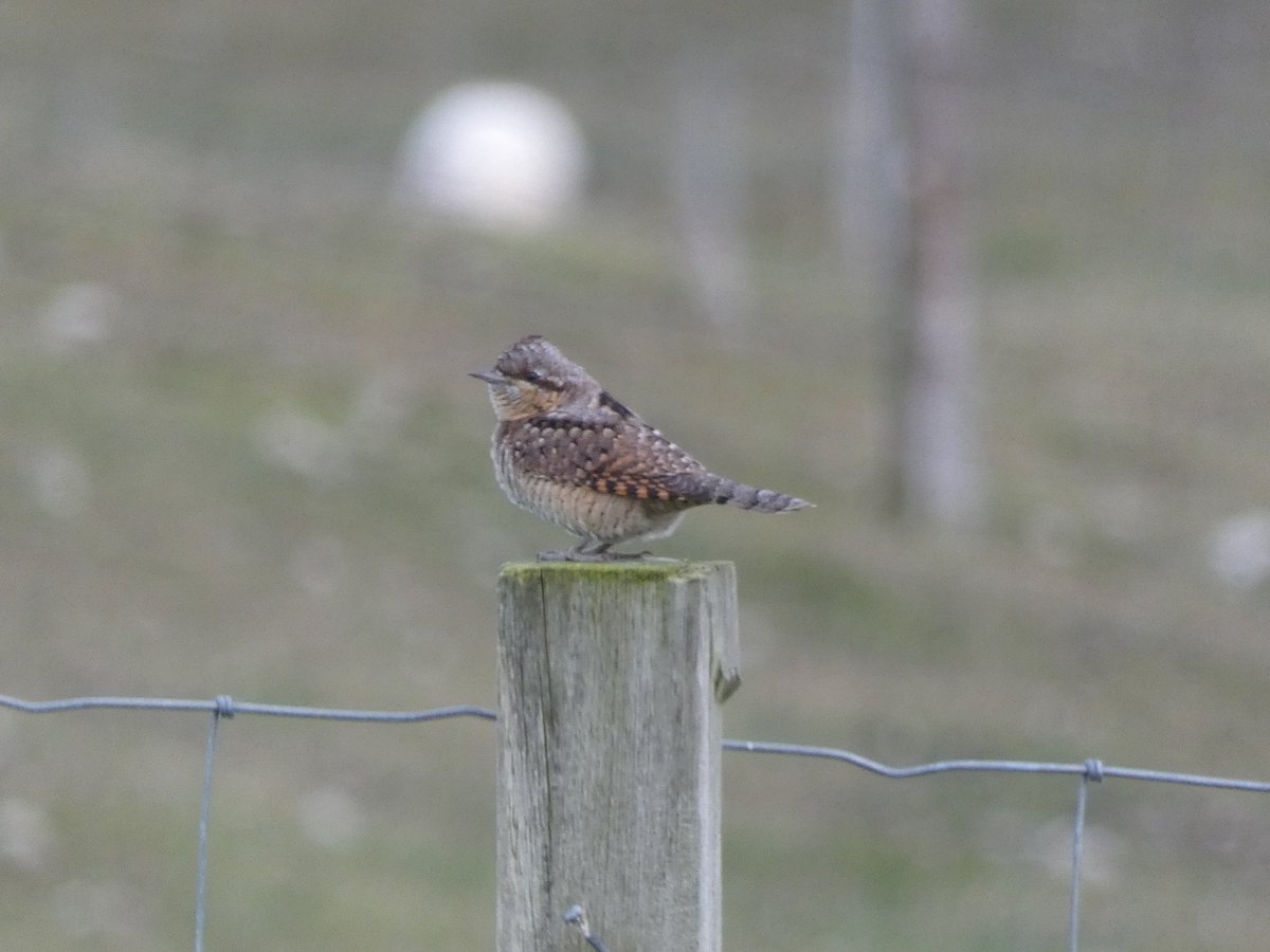 After a productive day @FI_Obs (Woodchat, RB Shrike, Icterine, Barred Warbler, Wood Warbler) I went for a walk this evening and bumped into this Marsh Warbler, before catching up with a Wryneck. Then just as I arrived home I noticed a large fin...3 orcas!! Orca 📸 @AlexPenn_1 !