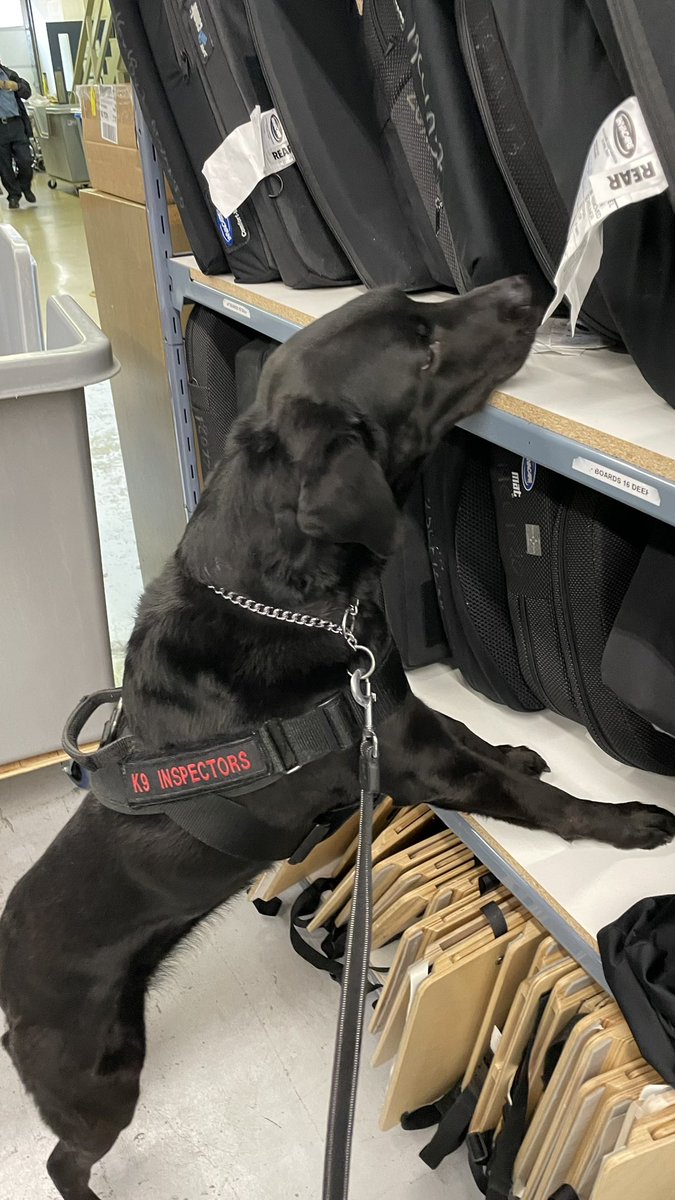 k9inspector's tweet photo. K9Velvet wishing you a happy #internationalDogDay https://t.co/9Y5ELbJfGt