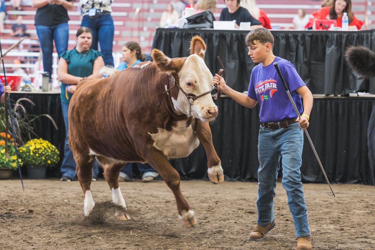 bmowinkel's tweet photo. The Mowinkel kids showing at the #NEStateFair this weekend in GI. Zephyrs cow wasn’t going anywhere…just wanted to play on the soft dirt. Caught the pic at the exact right time. @MowinkelZephyr @AddiMowinkel https://t.co/R5hzY7szw3