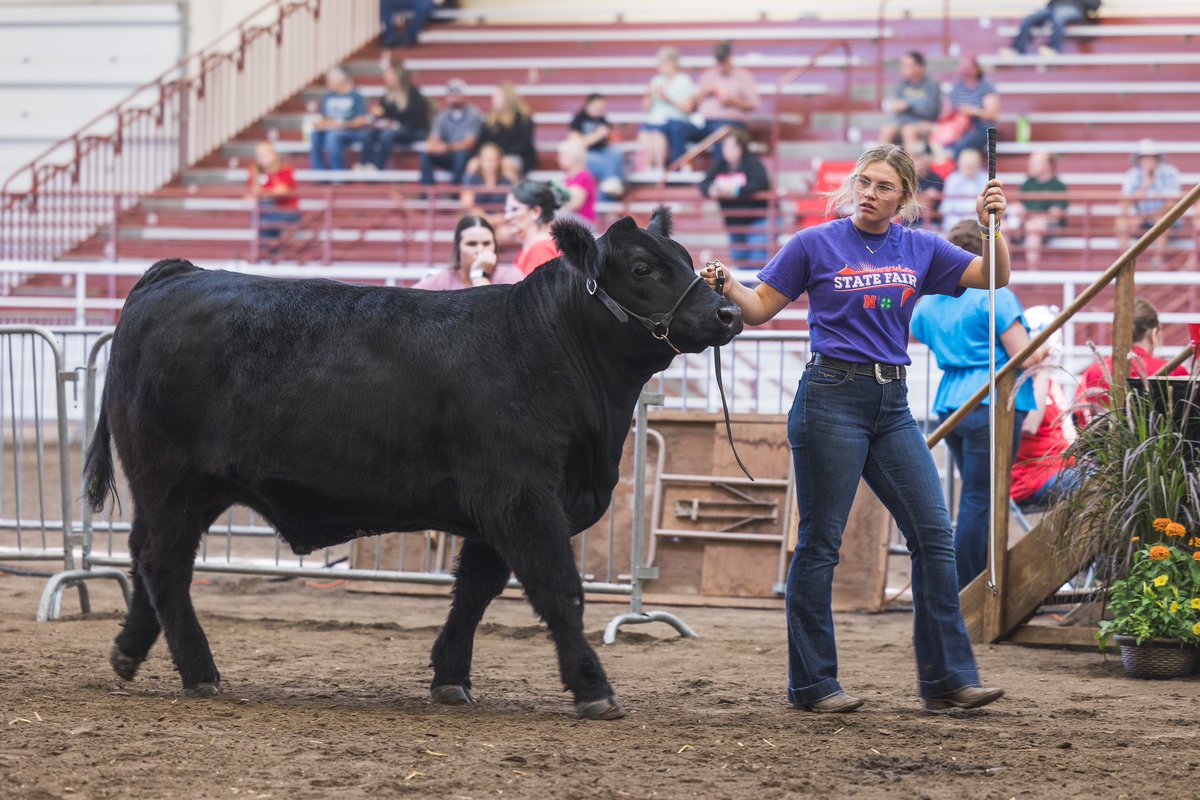 bmowinkel's tweet photo. The Mowinkel kids showing at the #NEStateFair this weekend in GI. Zephyrs cow wasn’t going anywhere…just wanted to play on the soft dirt. Caught the pic at the exact right time. @MowinkelZephyr @AddiMowinkel https://t.co/R5hzY7szw3