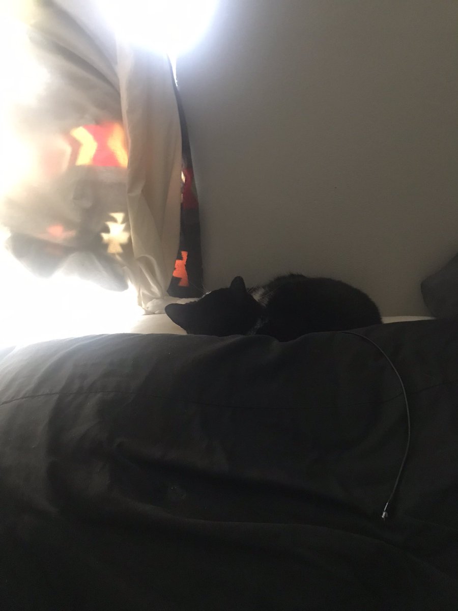 carnagias's tweet photo. I fell asleep with Joker sleeping in on me. I woke up and he was gone. Then after I got up out of the bed this is where is was. #TheDarkKnight #watchfulprotector #TheNightsWatch
#GoT #DC #Batman #TheJoker #cats https://t.co/lr4Tmuo62K
