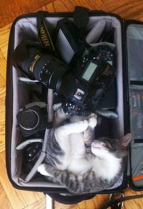 Havilah_V's tweet photo. #Caturday:
#Camera #Photography #Photographer #Photograph #Photo #CameraGear #CameraReady #Cat #Cats #CatsInCostumes #Kitten #CameraCase https://t.co/p8FNmUrcms