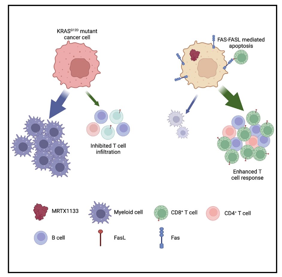 KRASG12D inhibition reprograms the microenvironment of early &amp; advanced #PDAC to promote FAS-mediated killing by CD8+ T cells
<a href="/Cancer_Cell/">Cancer Cell</a> 
doi.org/10.1016/j.ccel…
🔎16 preclinical models
👉strong rationale to combine IO &amp; KRASG12Si
🧐we need clinical trials...
<a href="/myESMO/">ESMO - Eur. Oncology</a> <a href="/oncoalert/">OncoAlert</a>