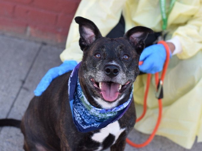 ALL DEAD!
NYCACC MURDERED NATHO &amp; HIPPO YESTERDAY, BOTH 1 YR OLD, FRIENDLY PUPPIES HOURS AFTER KILL COMMAND WITH NO CHANCE OF BEING SAVED. THEY KILLED SWEET SHADOW &amp; GOOD BOY, RYER TODAY. ALL WERE HAPPY, FRIENDLY DOGS WHO DESERVED LIFE..NOT DEAD IN A GARBAGE BAG.