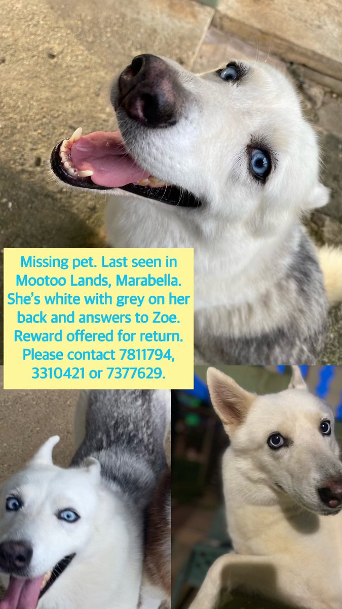 kristy___g's tweet photo. Hey guys please help us find our Zoe! 💔 https://t.co/trzkx06xzg