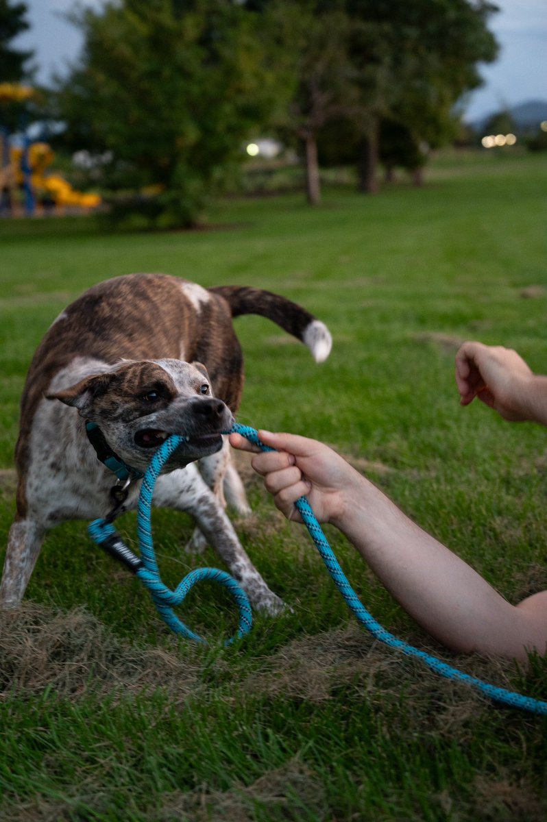 felinasaurus's tweet photo. @sheologian my sweet daughter who loves tug of war more than life itself https://t.co/0hAOHwCodE