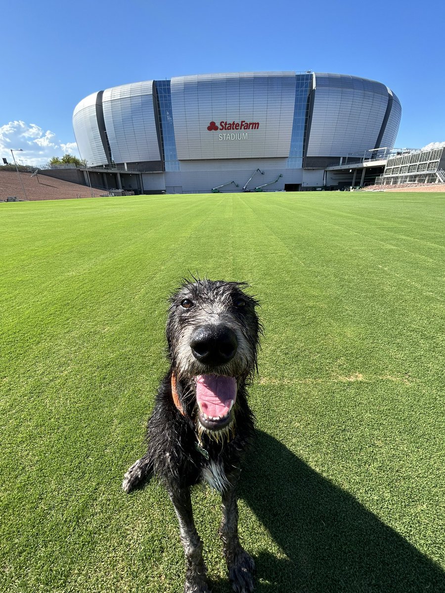 Our new family member Kaya gets her first rushing yards today followed by a cool down in the sprinklers.