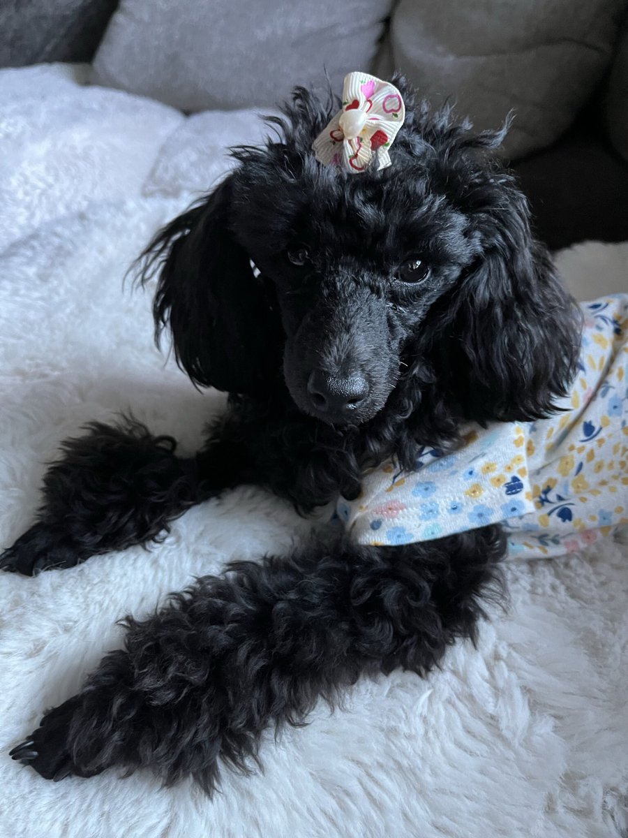_ladybug_2012's tweet photo. #NationalDogDay Bella Rose born 12-27-2022 she’s a toy poodle https://t.co/8uMjjbcxH8