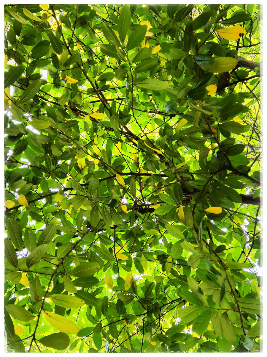 1rod_s's tweet photo. summer
mere days before it's time to
fall
#amwriting #nature #observations #lateaugust #summer #autumn #leaves #laurel #photography #pics #poetry #haiku #senryu #3lines #smallpoems #pnw #Victoria #BC #Canada #yyj https://t.co/kW77hdYnRs