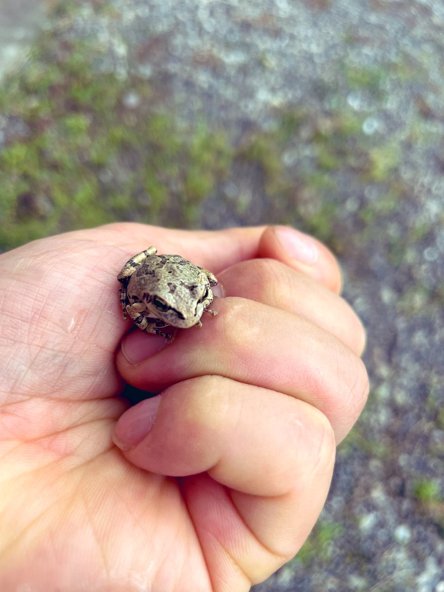 daisuke_side's tweet photo. おはDEATHっ🖤💀🖤
アマガエルいた🐸
カエル嫌いだけどアマガエルだけ
触れる　結構皮膚に毒あるやついるからね
壁を這い上がる時、足が壁色になってるのわかるかな🌼🧟🌼？
肉眼では変化わかるんだけど
カエル、カマキリ、タコやイカ、カメレオンとか皮膚が色あわせるのって凄いよな https://t.co/NNKwCrYf7M